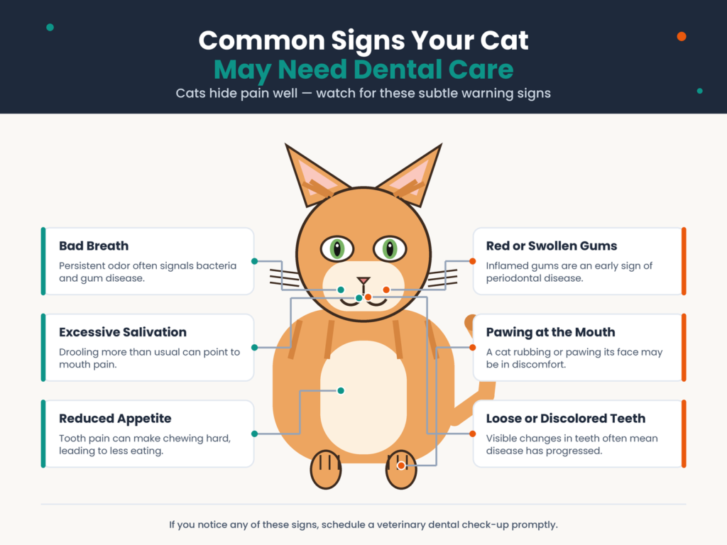 cat dental symptoms